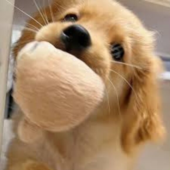 Meet your Posher, Patty - Picture 1 of 1